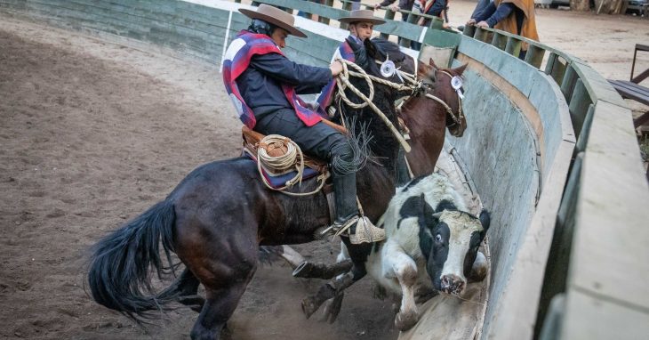 Animalistas piden eliminar financiamiento estatal al rodeo 