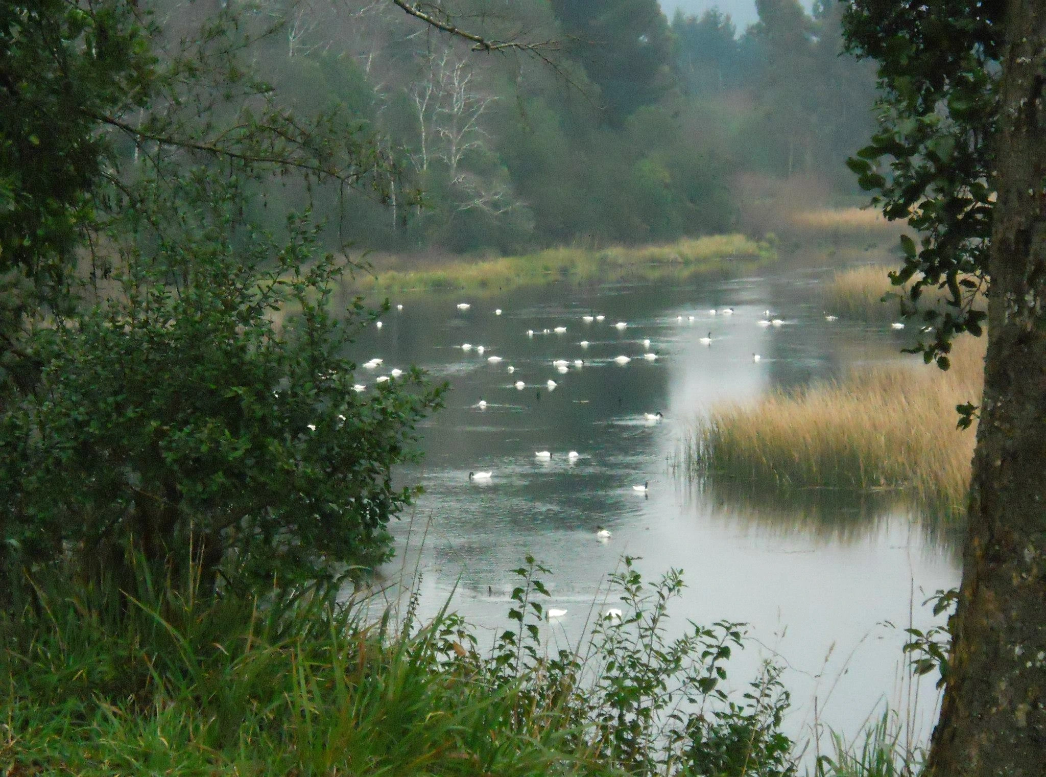 Humedal Angachilla Santuario de la Naturaleza Valdivia